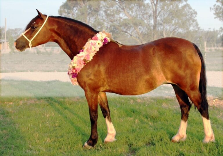Welsh Breeds Welsh Pony & Cob Society of Australia